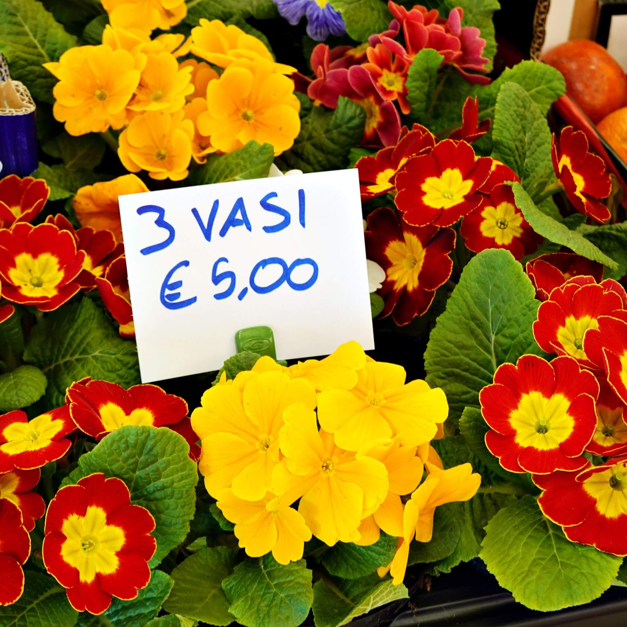 pinza_portaprezzi_vasetti_primule